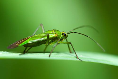 Réf. 340 313 : Calocoris alpestris
